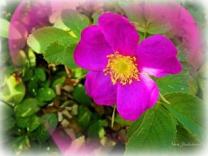 Юдичева Нина - Танго одной ночи