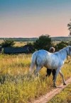 мира Роза - Жизнь прожить, не поле перейти