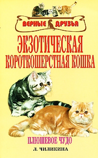 Чиликина Л. - Экзотическая короткошерстная кошка