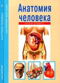 Анатомия человека