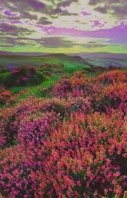 Destiny Miss - Когда зацветет вереск