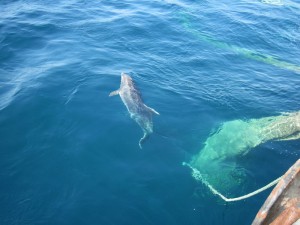 Коркош Владимир - Эти удивительные дельфины