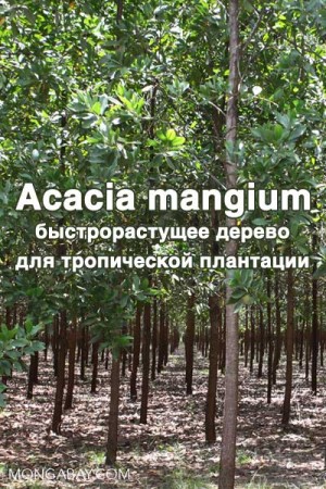 Hegde Maheshwar, Palanisamy K., Yi Jae-Seon - Acacia mangium  Willd. - быстрорастущее дерево для тропической плантации