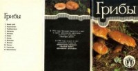 Грибы