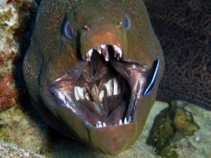 Коркош Владимир - Опасные обитатели морских глубин