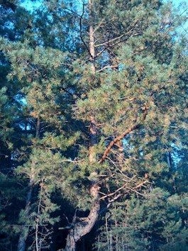 Косарев Алексей - Отскок