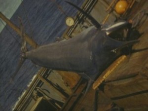 Коркош Владимир - Морские средневековые рыцари