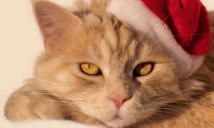 Мурашкина Анна - Испорченный праздник или один день из жизни кота Кузьмы