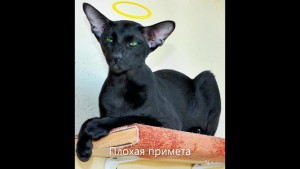 Захарова (darketo31) Наталья - Плохая примета