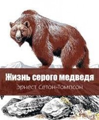 Жизнь серого медведя