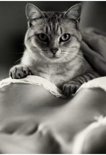 Ангельская Миллана - Мой любимый пушистик