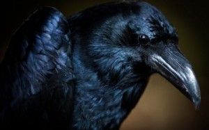 Drabble_NK - Ведьма и Ворон