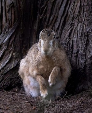 Drabble_NK - Заяц и гриффиндорка