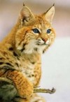 Максимова (Иланоиленэль) Марфа - Полукровка 2