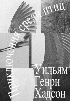 Хадсон Уильям - Приключения среди птиц