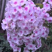 Нэля
