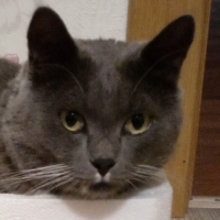 Елена Николавна