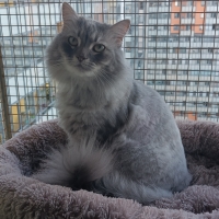 Мультяшная