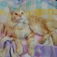Кэти Спирс