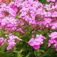 Ольга